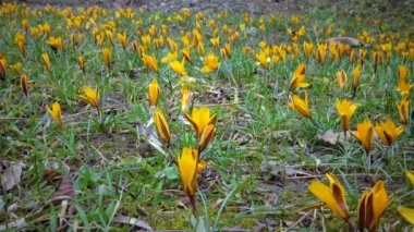 Sarı timsahlar baharın başlarında bahçede çiçek açar, Ukrayna