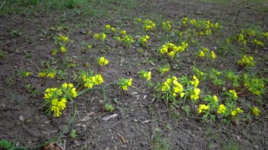 Leonticeae (Gymnospermium odessanum), ilkbahar ilk veterineri, doğada çiçek açan bitki, Ukrayna 'nın Kırmızı Kitabı.