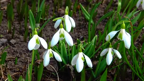 Galanthus Elwesii Elwes Больший Подснежник Дикой Природе Красная Книга Украины — стоковое видео