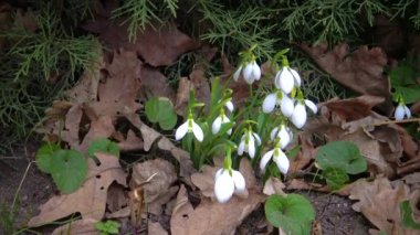 (Galanthus elwesii) Elwes, vahşi doğada daha fazla kar damlası. Kırmızı Kitap Ukrayna. Kaydırıcı