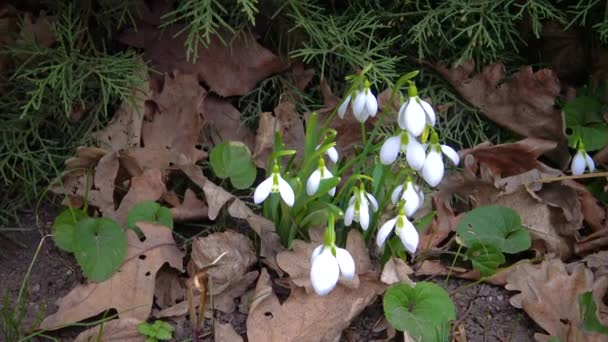 Galanthus Elwesii Elwes Больший Подснежник Дикой Природе Красная Книга Украины — стоковое видео