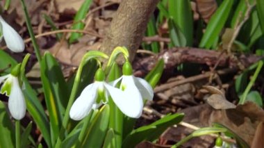 (Galanthus elwesii) Elwes, vahşi doğada daha fazla kar damlası. Kırmızı Kitap Ukrayna. Kaydırıcı