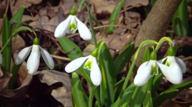(Galanthus elwesii) Elwes, vahşi doğada daha fazla kar damlası. Kırmızı Kitap Ukrayna. Kaydırıcı