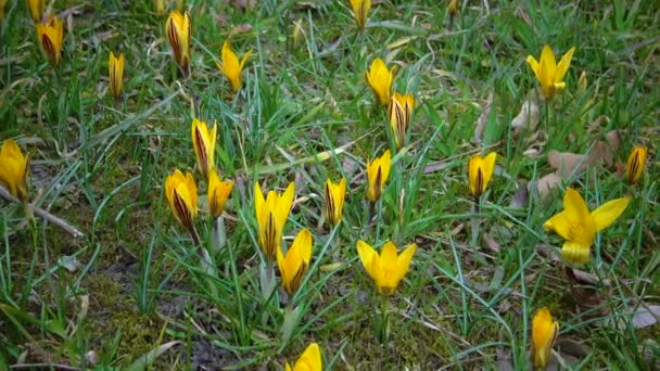 Yellow Crocuses Bloom Early Spring Garden Ukraine — Stock Video
