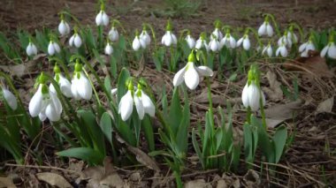 (Galanthus elwesii) Elwes, vahşi doğada daha fazla kar damlası. Kırmızı Kitap Ukrayna. Kaydırıcı