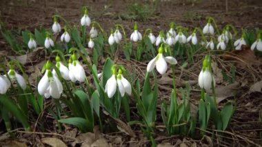 (Galanthus elwesii) Elwes, vahşi doğada daha fazla kar damlası. Kırmızı Kitap Ukrayna. Kaydırıcı