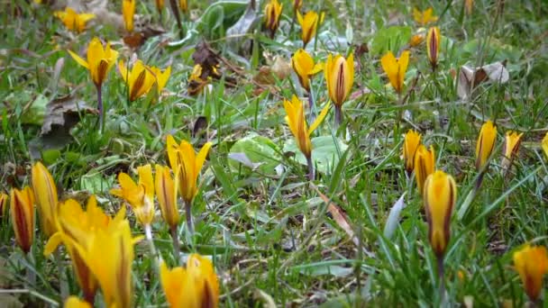 Los Azafranes Amarillos Florecen Principios Primavera Jardín Ucrania — Vídeos de Stock