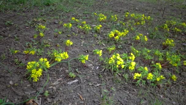 Leonticeae Gymnospermium Odessanum Primeiro Veterinário Primavera Planta Com Flores Natureza — Vídeo de Stock