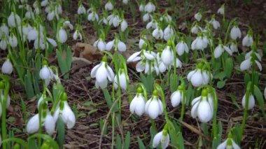 (Galanthus elwesii) Elwes, vahşi doğada daha fazla kar damlası. Kırmızı Kitap Ukrayna. Kaydırıcı