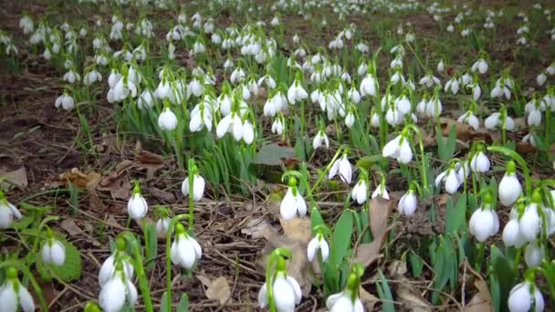 Galanthus Elwesii Elwes Greater Snowdrop Wild Red Book Ukraine Slider — Stock Video