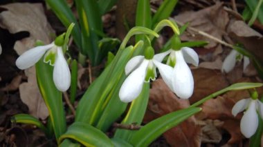(Galanthus elwesii) Elwes, vahşi doğada daha fazla kar damlası. Kırmızı Kitap Ukrayna. Kaydırıcı