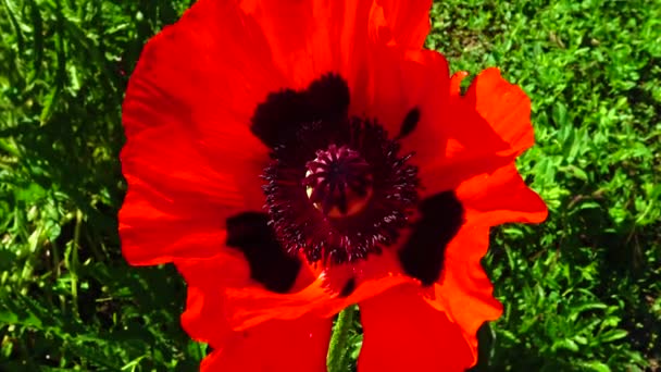 庭の大きな赤いアヘンケシの花 — ストック動画