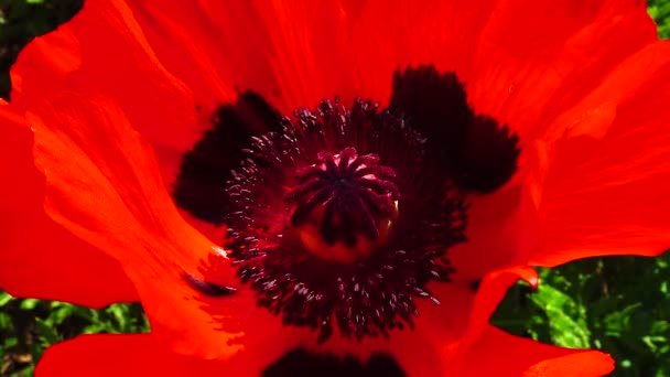 Große Rote Schlafmohnblume Garten — Stockvideo