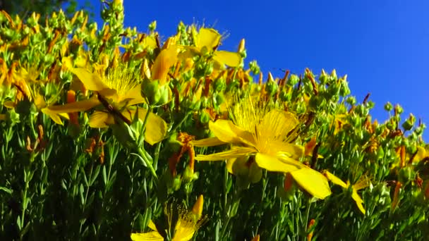 Millepertuis Hypericum Perforatum Fleurs Jaunes Une Plante Contre Ciel Bleu — Video