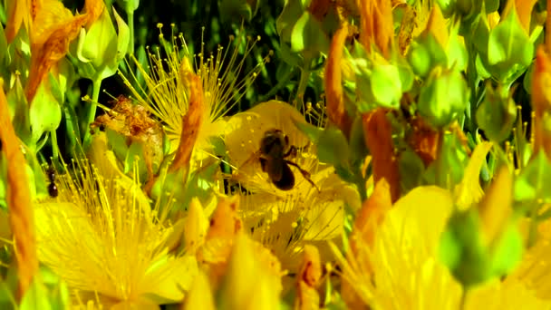 Millepertuis Hypericum Perforatum Les Petits Insectes Les Abeilles Recueillent Nectar — Video