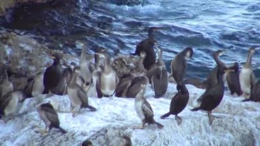 Büyük karabatak (Phalacrocorax carbo), Bulgaristan 'ın Karadeniz kıyısındaki beyaz dışkılarla kaplı kayaların üzerinde dinlenen kuşlar.