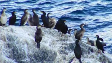 Büyük karabatak (Phalacrocorax carbo), Bulgaristan 'ın Karadeniz kıyısındaki beyaz dışkılarla kaplı kayaların üzerinde dinlenen kuşlar.