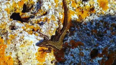 Kum kertenkelesi (Lacerta agilis), Bulgaristan 'ın kıyı kayalarındaki sürüngen. 