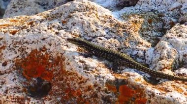 Kum kertenkelesi (Lacerta agilis), Bulgaristan 'ın kıyı kayalarındaki sürüngen. 