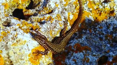 Kum kertenkelesi (Lacerta agilis), Bulgaristan 'ın kıyı kayalarındaki sürüngen. 