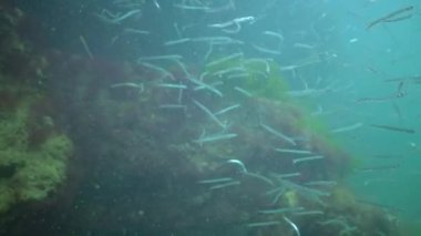 Akdeniz kum yılanbalığı (Gymnammodytes cicerelus), Karadeniz, Ukrayna 'da deniz tabanının üzerinde büyük bir balık sürüsü.