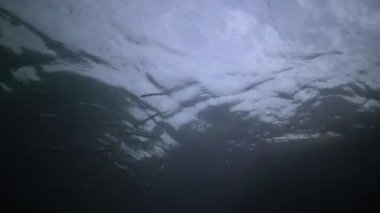 Akdeniz kum yılanbalığı (Gymnammodytes cicerelus), Karadeniz, Ukrayna 'da deniz tabanının üzerinde büyük bir balık sürüsü.