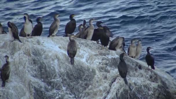 Great Cormorant Phalacrocorax Carbo Birds Rest Rocks Covered White Droppings — стоковое видео