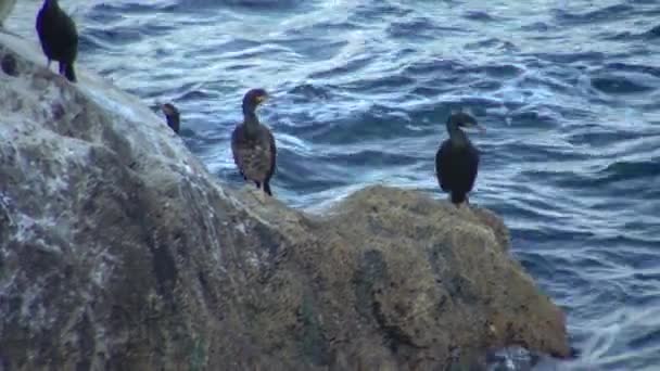 Grand Cormoran Phalacrocorax Carbo Oiseaux Reposent Sur Des Rochers Couverts — Video