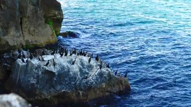 在保加利亚的黑海海岸 一只名叫 长角羚 Phalacrocorax Carbo 的猛禽栖息在布满白色排泄物的岩石上 — 图库视频影像
