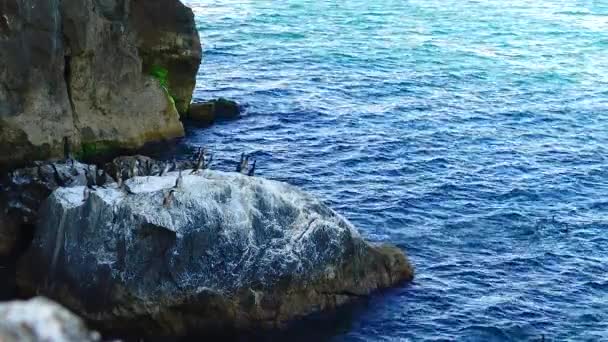 在保加利亚的黑海海岸 一只名叫 长角羚 Phalacrocorax Carbo 的猛禽栖息在布满白色排泄物的岩石上 — 图库视频影像