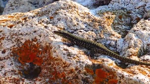 Σαύρα Της Άμμου Lacerta Agilis Ερπετό Στα Παράκτια Πετρώματα Της — Αρχείο Βίντεο