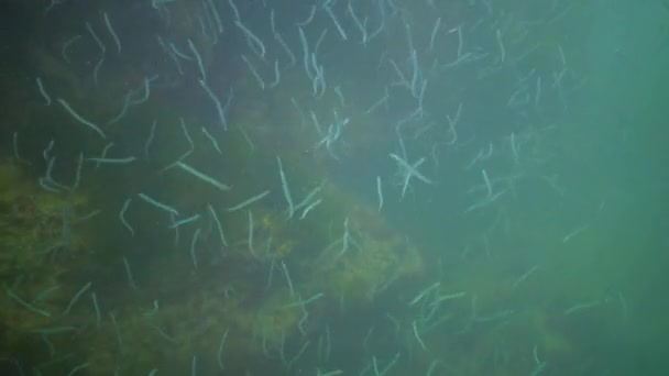 Mediterrane Zandspiering Gymnammodytes Cicerelus Grote Kudde Kleine Vissen Boven Zeebodem — Stockvideo