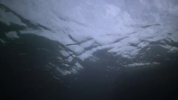 Μεσόγειος Αμμόχελο Gymnammodytes Cicerelus Μεγάλο Σμήνος Μικρών Ψαριών Πάνω Από — Αρχείο Βίντεο