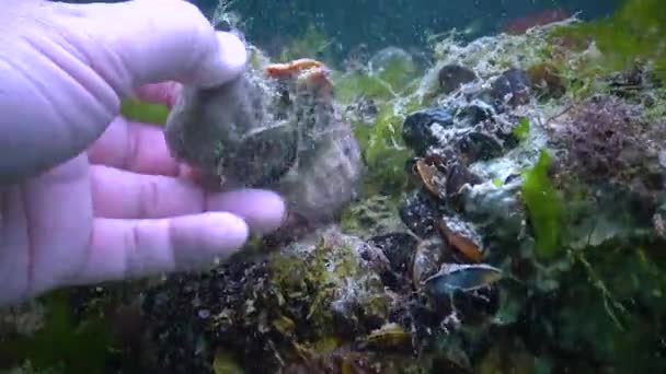 Deniz Istilacı Türler Karadeniz Kayalıklarda Kabuklu Deniz Ürünleri Ukrayna Deniz — Stok video