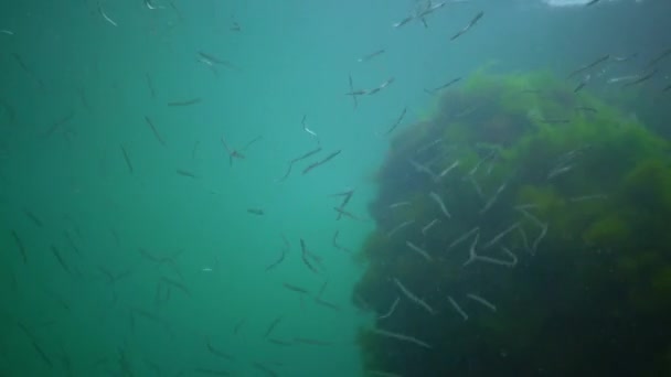 地中海沙鳗鱼 Gymnammodytes Cicerelus 乌克兰黑海海床上方的大群小鱼 — 图库视频影像