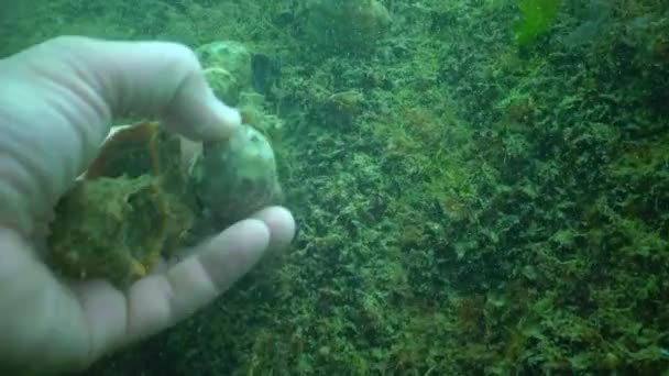 Marine Invasive Species Veined Whelk Rapana Venosa Underwater Landscape Black — стоковое видео