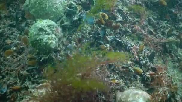 Especies Invasoras Marinas Abrazo Veteado Rapana Venosa Paisaje Submarino Mar — Vídeos de Stock