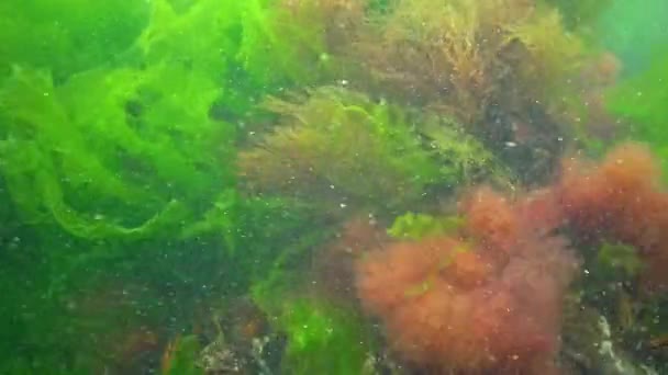 Algues Vertes Rouges Lors Une Tempête Balancent Dans Eau Parmi — Video