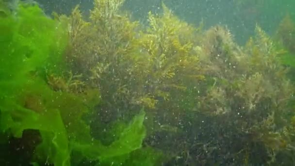 Green Brown Alga Cystoseira Algae Storm Sway Water Rocks Village — Stock Video