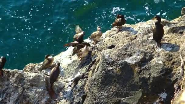 Μεγάλος Κορμοράνος Phalacrocorax Carbo Πουλιά Αναπαύονται Βράχους Καλυμμένους Λευκά Περιττώματα — Αρχείο Βίντεο