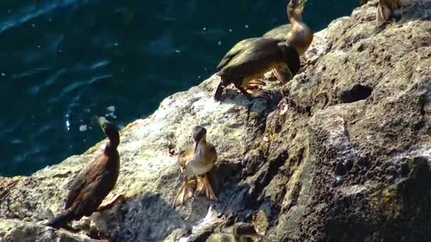 Великий Бакланін Phalacrocorax Carbo Птахи Відпочивають Скелях Вкритих Білими Краплями — стокове відео