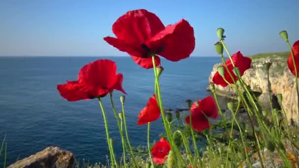 Цветущие Красные Маки Фоне Черного Моря Болгарии — стоковое видео