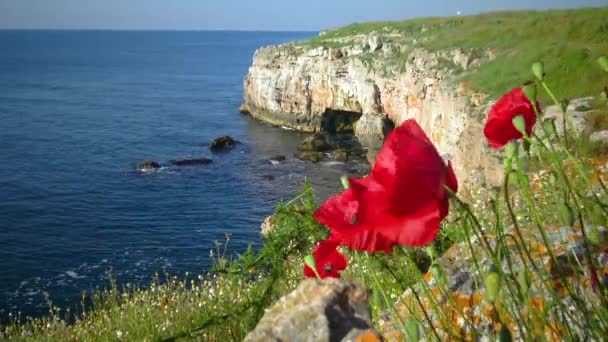 Flor Amapolas Rojas Fondo Del Mar Negro Bulgaria — Vídeo de stock