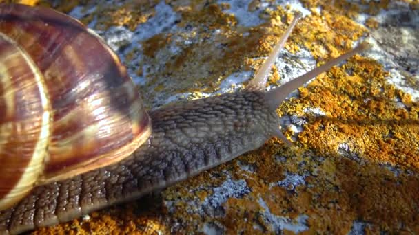 Большой Моллюск Моллюска Гастропод Ползает Камню Лишайниками — стоковое видео