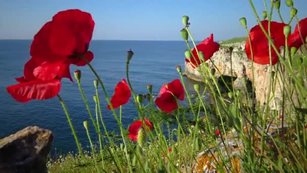 Papoulas Vermelhas Florescendo Fundo Mar Negro Bulgária — Vídeo de Stock