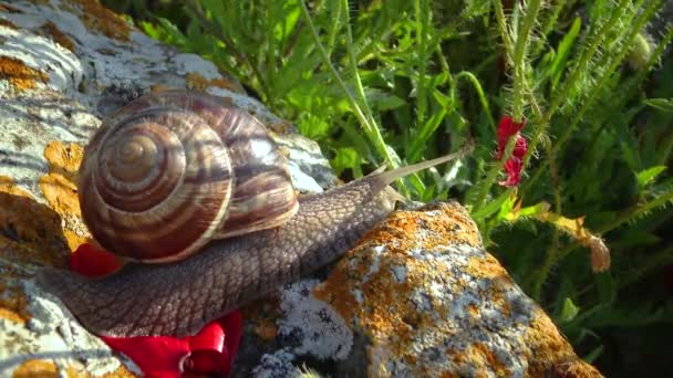 Store Gastropod Bløddyr Druesnegl Kravler Sten Med Lav – Stock-video