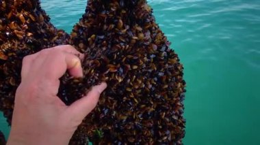 BULGARIA, Karadeniz - Nisan 04, 2016: Bulgaristan, Karadeniz 'deki bir midye çiftliğinde midye işleme (Mytilus dörtlü taşra)