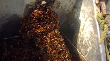 BULGARIA, Karadeniz - Nisan 04, 2016: Bulgaristan, Karadeniz 'deki bir midye çiftliğinde midye işleme (Mytilus dörtlü taşra)