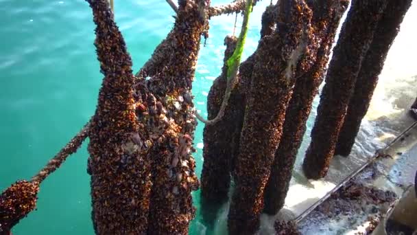 Bulgaria Morze Czarne Kwiecień 2016 Przetwórstwo Małży Mytilus Galloprovincialis Statku — Wideo stockowe