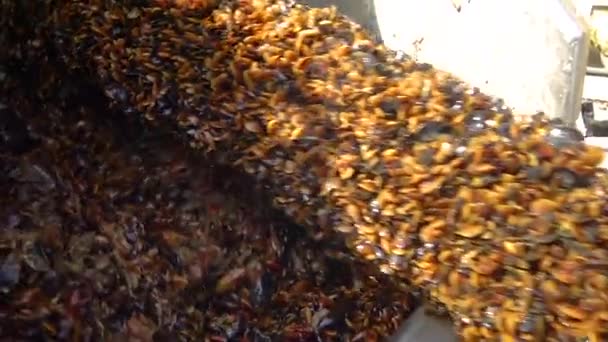 Bulgaria Mar Negro Abril 2016 Procesamiento Mejillones Mytilus Galloprovincialis Buque — Vídeos de Stock